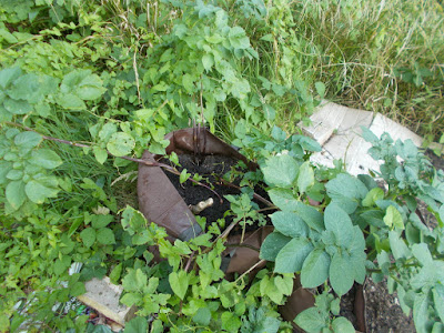 Main crop potatoes in a bag Watering and Harvesting: August on The 80 Minute Allotment 