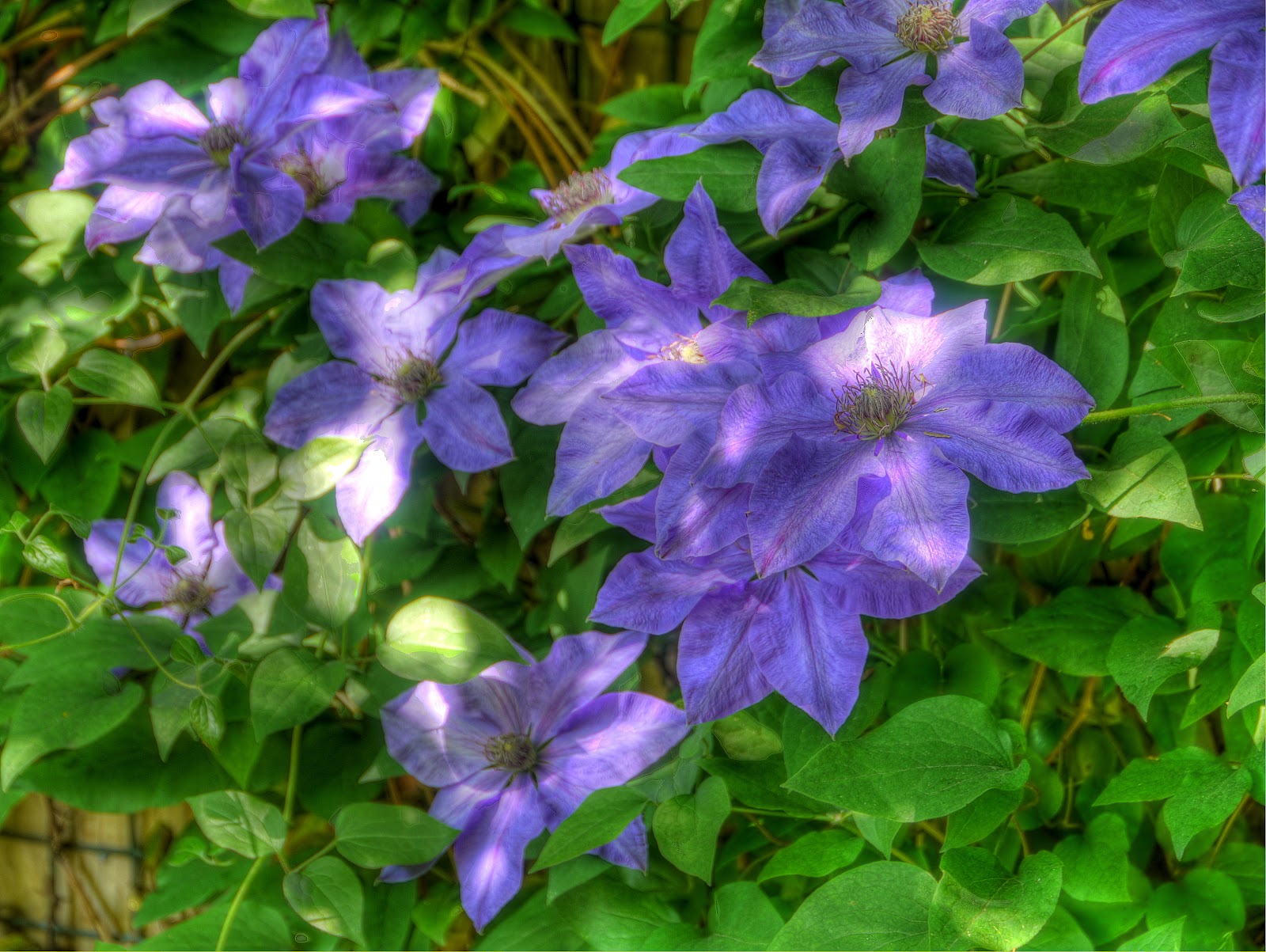 P1110594_88_89_90_91_92_93_tonemapped.JPG