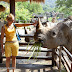 The Animals in Chiang Mai Zoo
