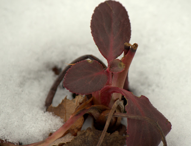 Bergenia