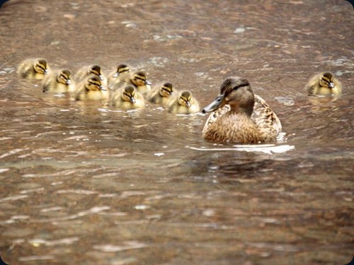 mallard ducks4