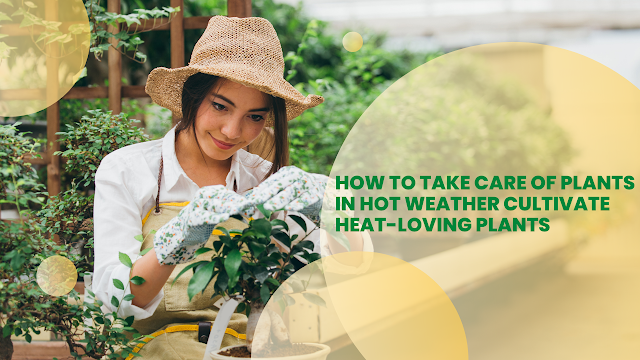 How to take care of plants in hot weather Cultivate heat-loving plants