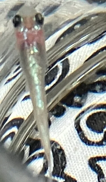 ラズリーメダカ 稚魚 １３２日目
