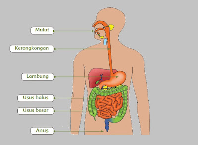 Gambar Sistem Pencernaan Pada Manusia