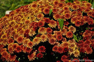 orange mums  photo by mbgphoto