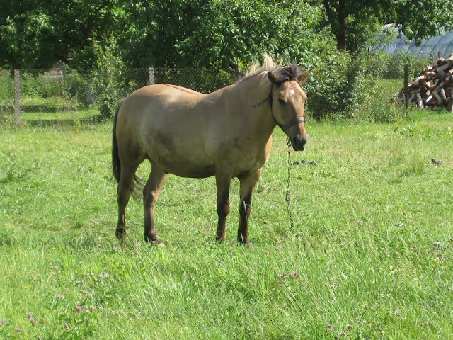 Horse Lithuania