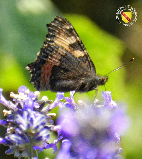 Petite tortue (Aglais urticae)