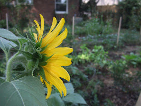 garden sunflower, tomato vines