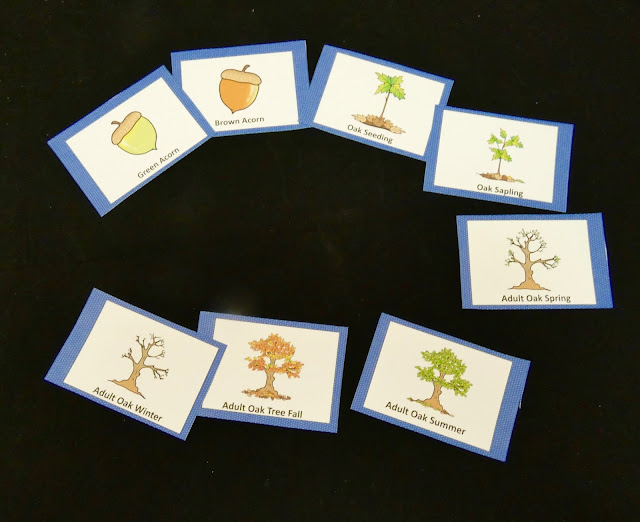 life cycle third grade