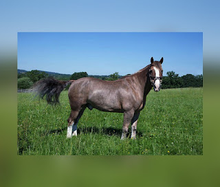 This is illustartion indicating the Morgan Horse Breed (One of the Most Popular Horse Breeds in the World)