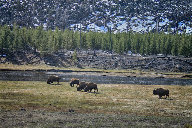 Yellowstone National Park Wyoming Idaho Montana geology travel field trip bison buffalo elk river old faithful geyser copyright RocDocTravel.com