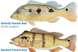 Peacock Bass