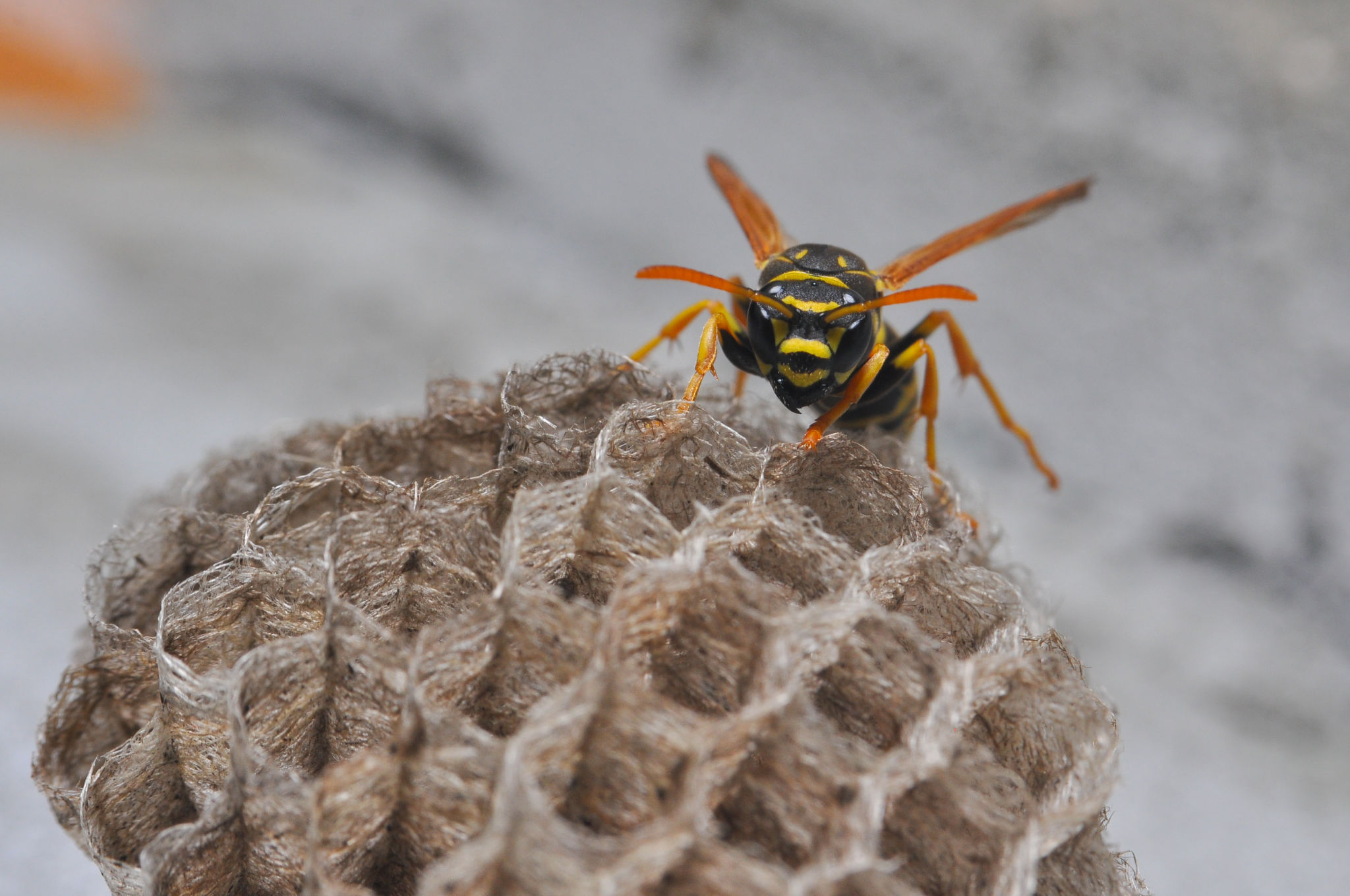 wasp-nest-removal-and-treatment-leicester