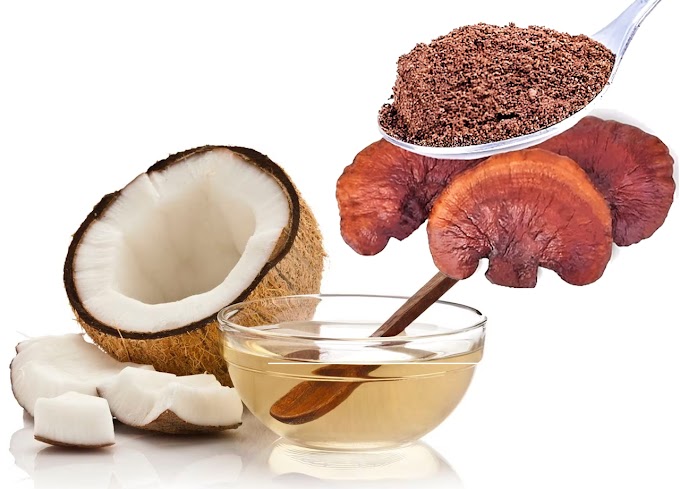 4 BENEFICIOS DEL ACEITE DE COCO ORGÁNICO CON GANODERMA