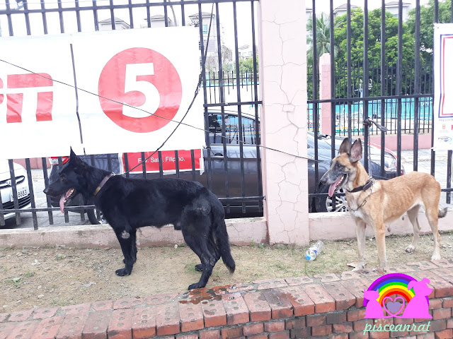 Margo, the black German Shepherd and Mela, the Belgian Malinois.