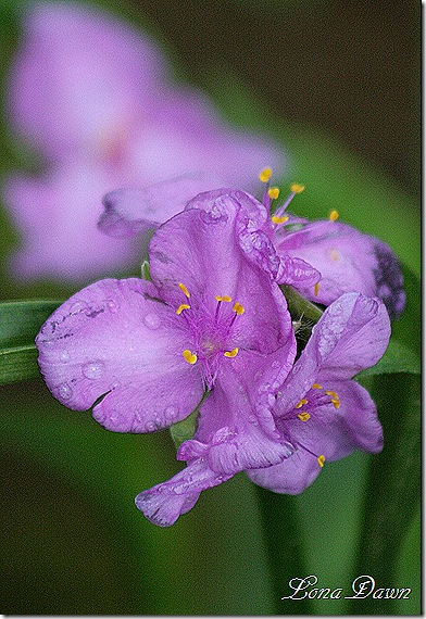 Spiderwort_WidowsTears_Transtantia