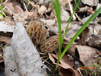 Deux morilles, Morchella elata, photographiées le 10 avril 2012