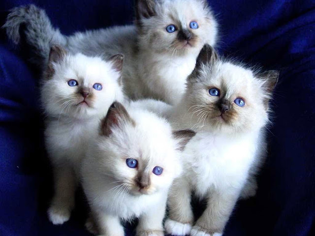 Cute Cats HD Wallpaper Free