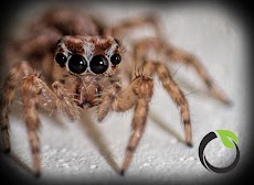 Mengenal laba-laba (Phidippus sp) sebagai musuh alami