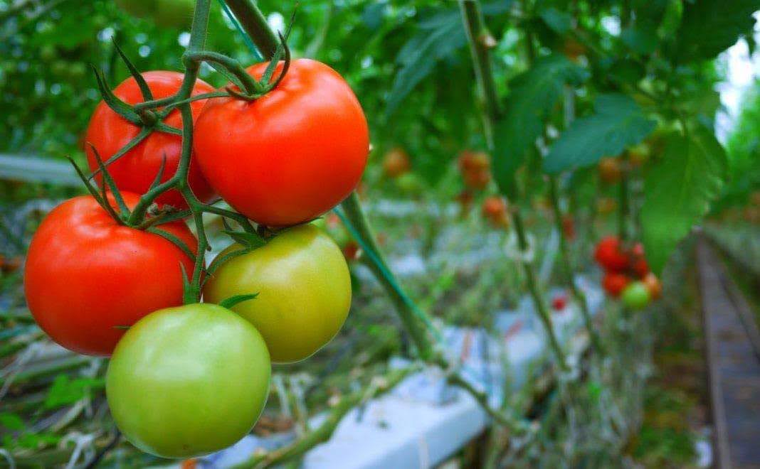 Kitchen garden in Kenya