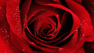 Red Rose Photos for Valentine's Day