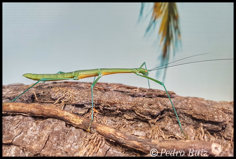 Hembra adulta de Periphetes graniferum, 8 cm de longitud