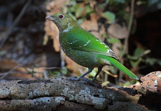 Burung kucing hijau | Green Catbird (Ailuroedus crassirostris)