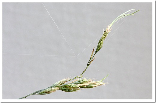 110910_Festuca-glauca-Elijah-Blue_13