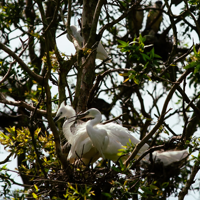 An Bui 2022 Chau Doc - Little Egret (Cò trắng)