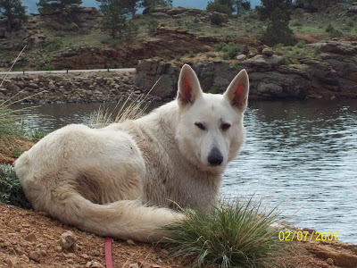 Lightning: Lightning is our White German Shepherd Stud