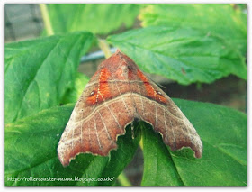 Scoliopteryx libatrix, Herald Moth