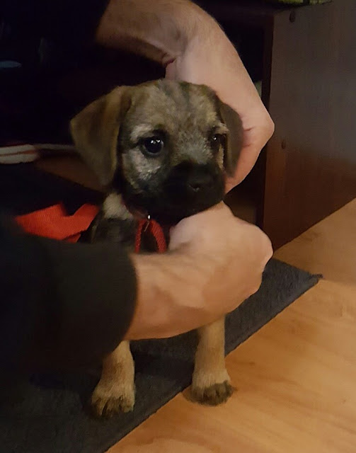 New border terrier puppy Grizzy Pushku