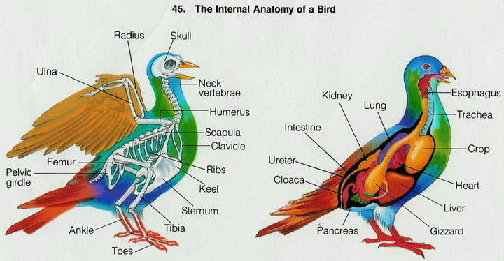 Kelas Aves Pycnonotus Aurigaste anatomi dan morfologi 