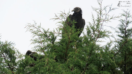 Jote de cabeza negra (Coragyps atratus). Peñol, sector Olmopulli, Maullín