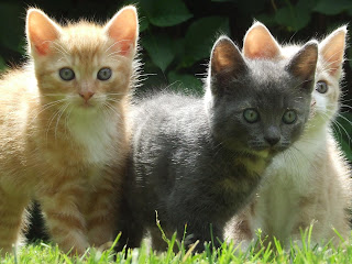 Kittens Wallpaper