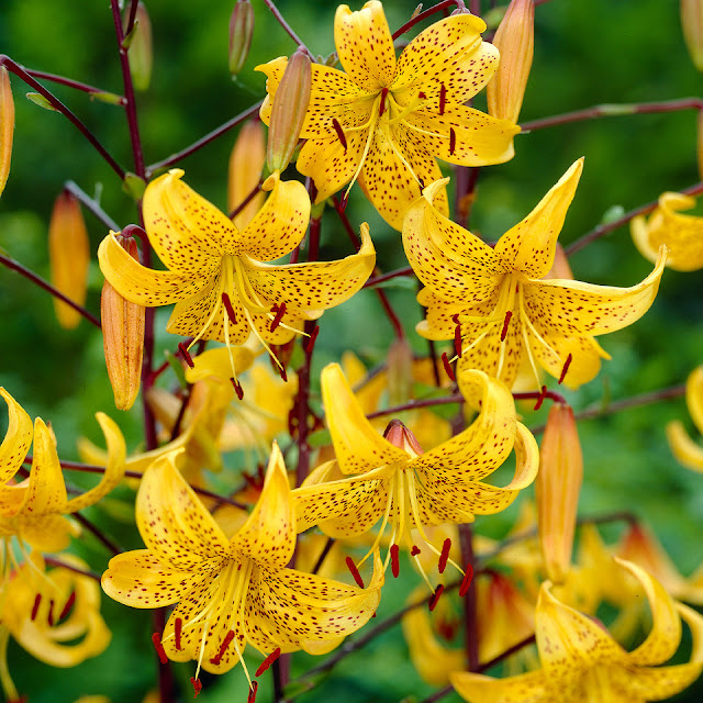 Лилия Лейхтлина (Lilium leichtlinii)