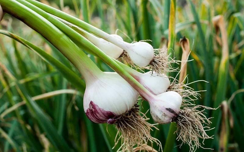 How to Grow Garlic Indoors and Out