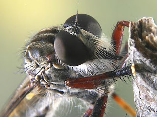 RobberFly Serangga Yang Insting Membunuhnya Kuat