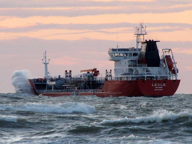 Leale in choppy sea, Livorno