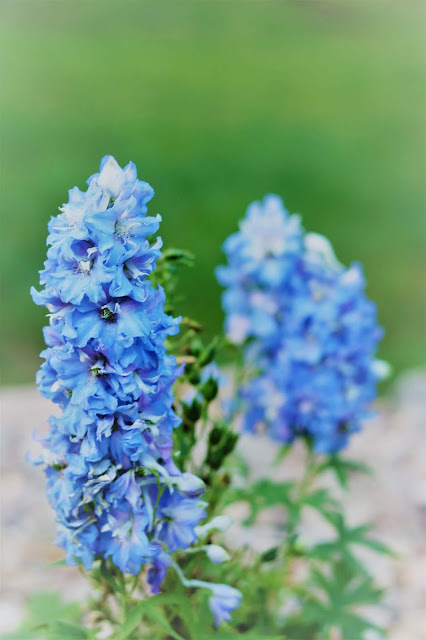 homegrown, flower, grower, farmer, delphinium, book, a bloom, athomewithjemma