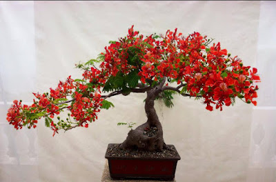 Gambar Bonsai Flamboyan