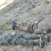 Թշնամին հրապարակել  է այսօր վաղ առավոտյան Գեղարքունիքից գերեվարված 6 հայ զինծառայողների լուսանկարները․ Mediaport
