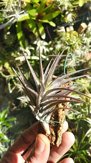 Tillandsia jonesii