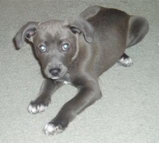 blue lacy Puppies