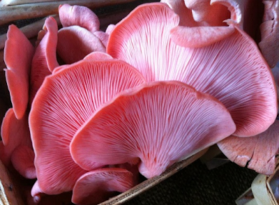 Pink Oyster Mushrooms