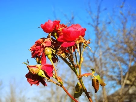 DSCN4263