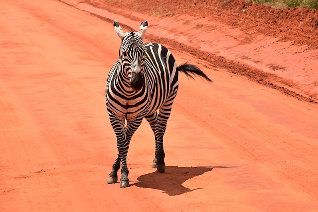zebra w Kenii