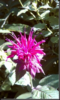 IMAG0051