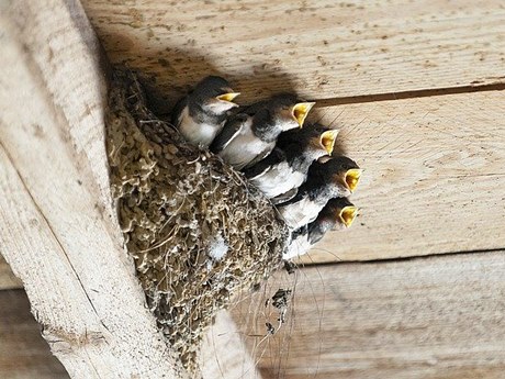 Kegunaan sarang burung walet