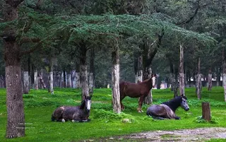 شاهد جمال مدينة قورينا ، الليبية  ،لا تصدقوا الجمال التي في هذه المدينة.. هي مدينة ، تاريخية ومر عليها ، عدة العصور حتى من قبل الاسلام...مشاهدة صور مدينة قورينا السياحية والجبل الاخضر فى شرق ليبيا جمال الطبيعة لا يوصف !!